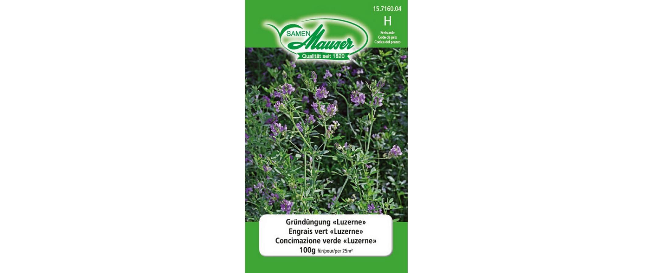 Gründüngung Luzerne 100gBlumensamen