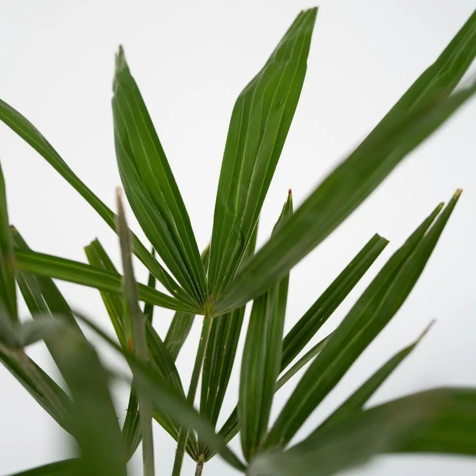 Chinese Waaierpalm - Set van 4 - Trachycarpus Fortunei - Hoogte 35-45cm - ⌀15cm