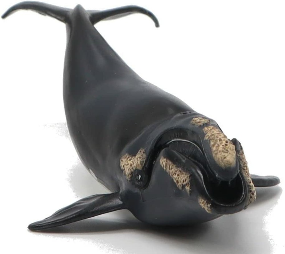 Figurine jeune baleine franche