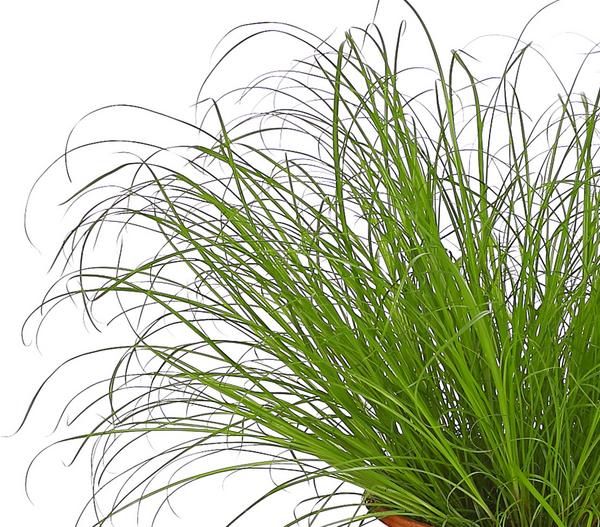 Dehner Lieblinge Katzengras - Cyperus zumula