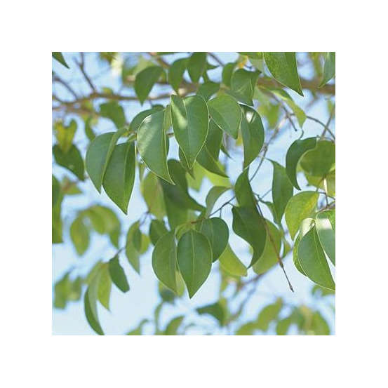 Ligustrum japonicum : H 40/60 cm ctr 4 litres