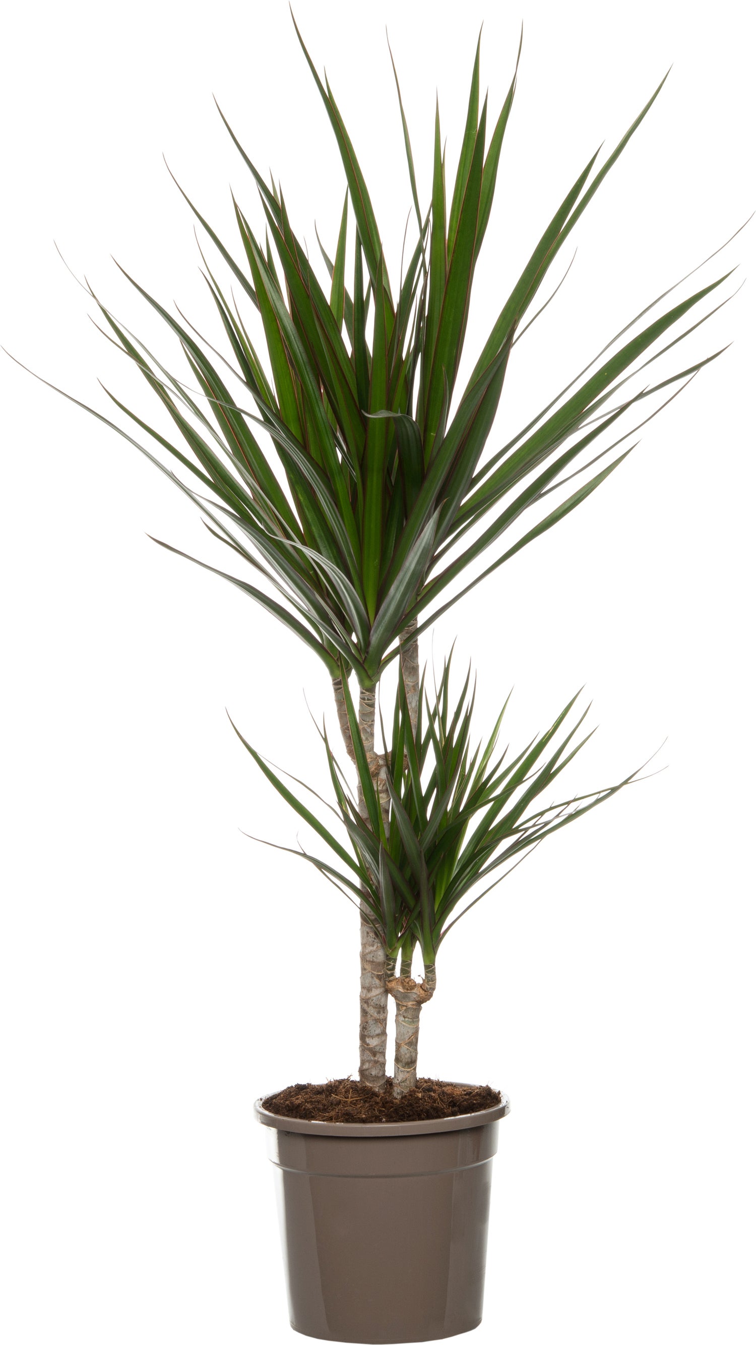 Drakenbloedboom (Dracaena marginata 'Magenta') D 19 H 100 cm