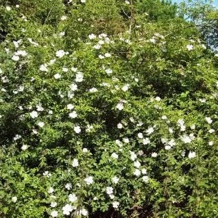 Hondsroos (Rosa canina) H 60 cm vanaf 10 stuks