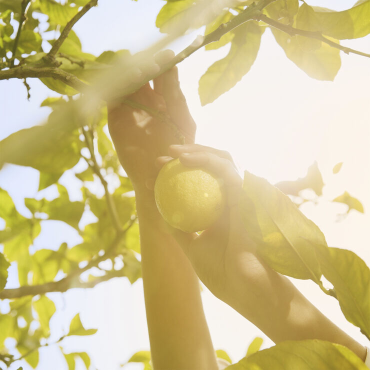Maison Margiela REPLICA Under Lemon Trees Eau de Toilette