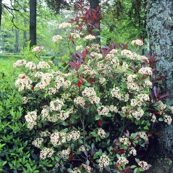 Photinia red Robin H125/150cm- pot 18L