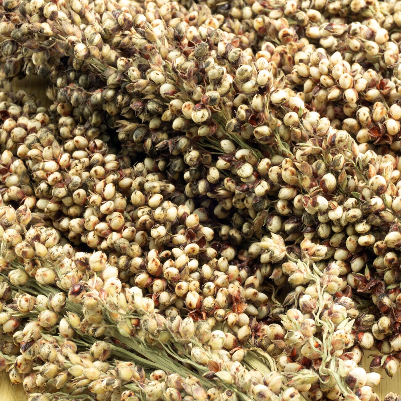Getzoo Sorghum Schneeweiß - getrocknet (Bund)