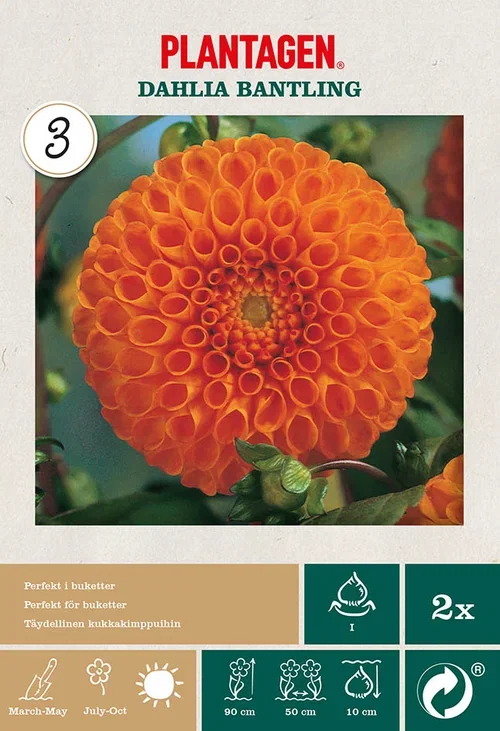 Dahlia x pinnata (Pompon Group) 'Bantling' Pompong-georgine ‘Bantling’ 2 pk
