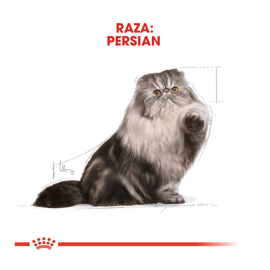Royal Canin Feline Persian Adulto
