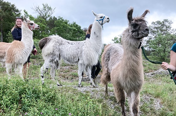 Lama Wanderung & Picknick Retzstadt für 2| mydays