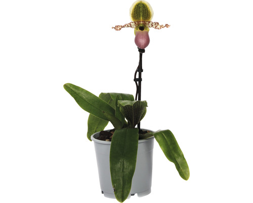 Venusschoentje, Vrouwenschoentje FloraSelf Paphiopedilum 'Pinocchio' H 30-35 cm Ø 12 cm pot 1 tak