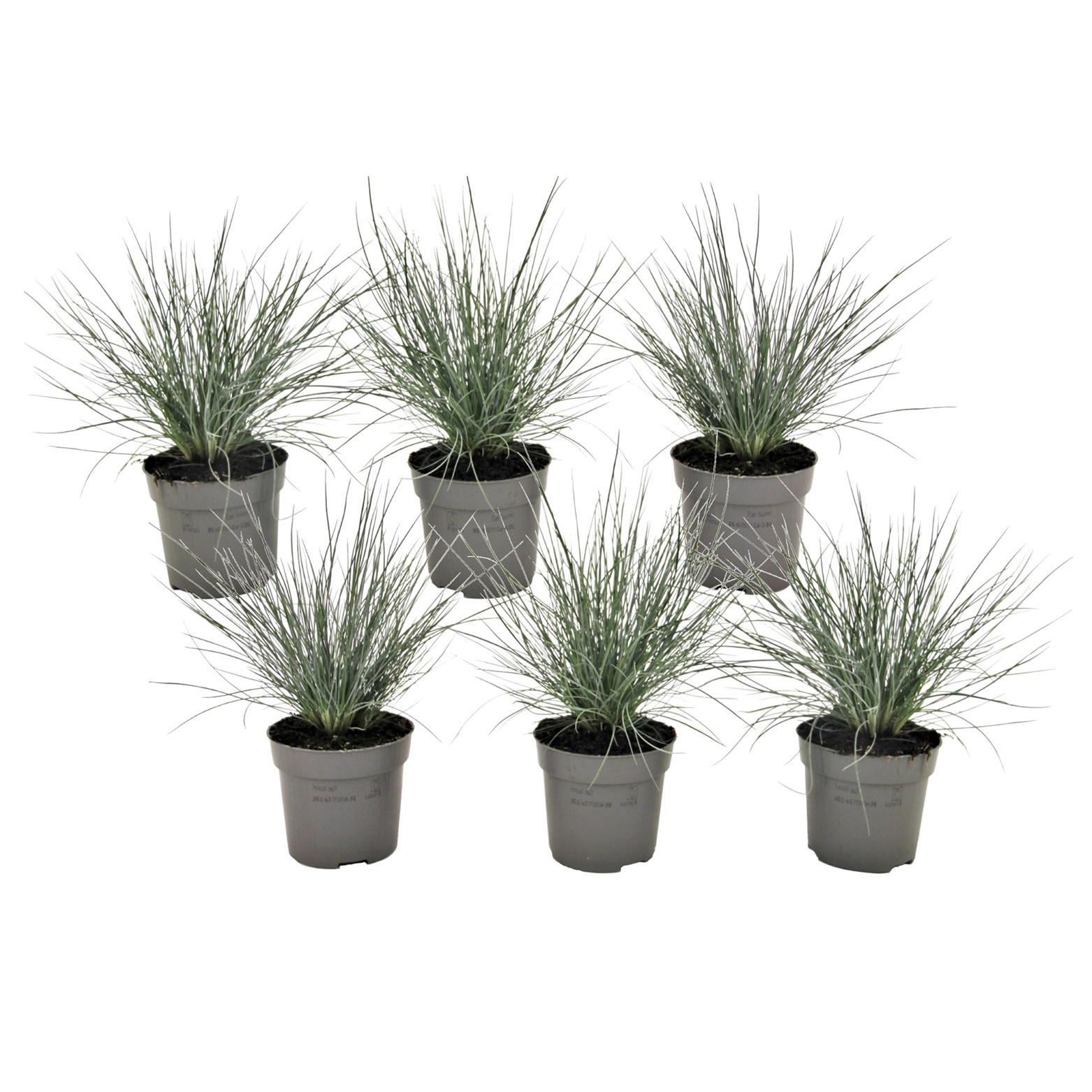 Festuca glauca 'elijah blue' - set de 6 festuca - pot 9cm - hauteur 10-15cm