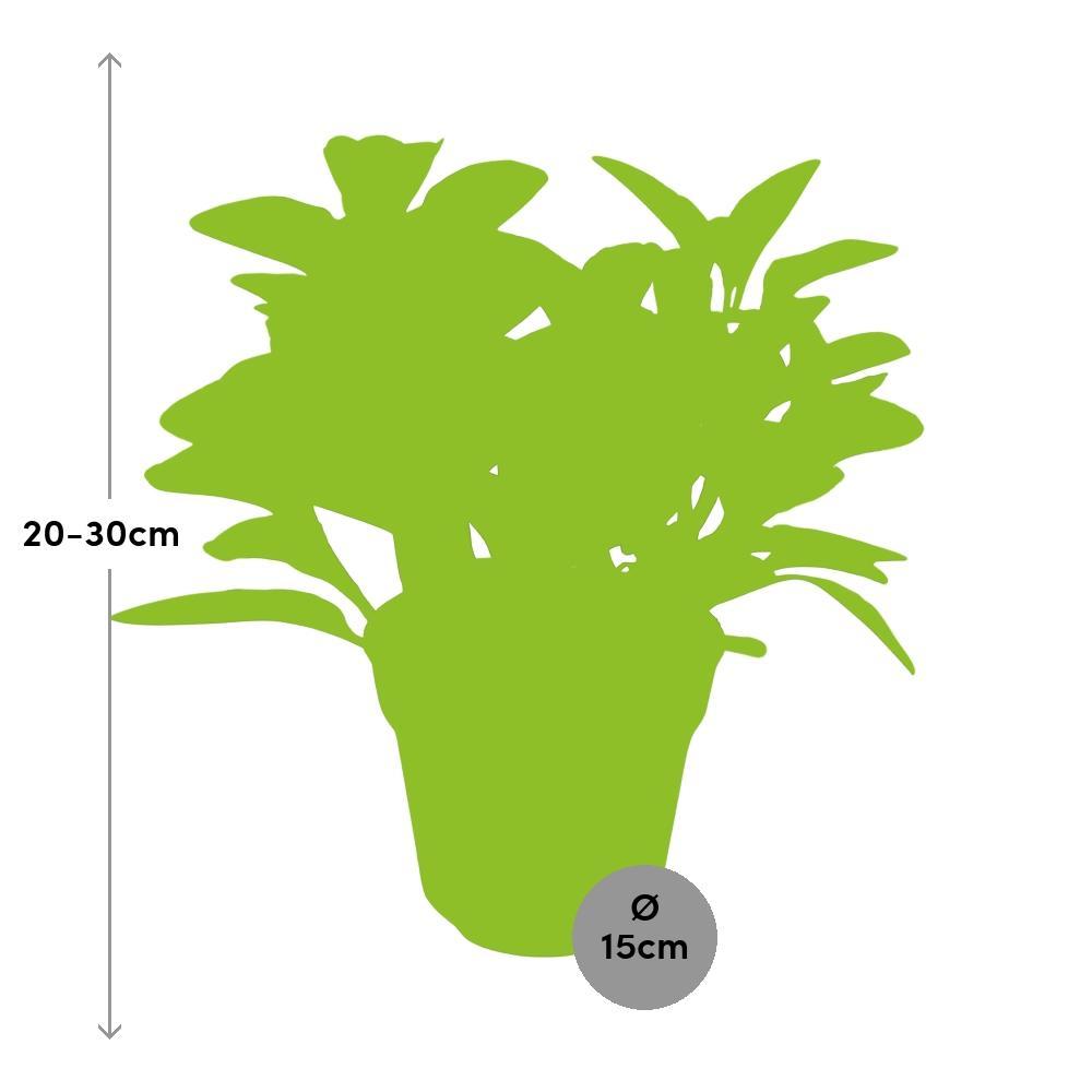 Plante d'intérieur - peperomia 'obtusifolia' variegata 30.0cm