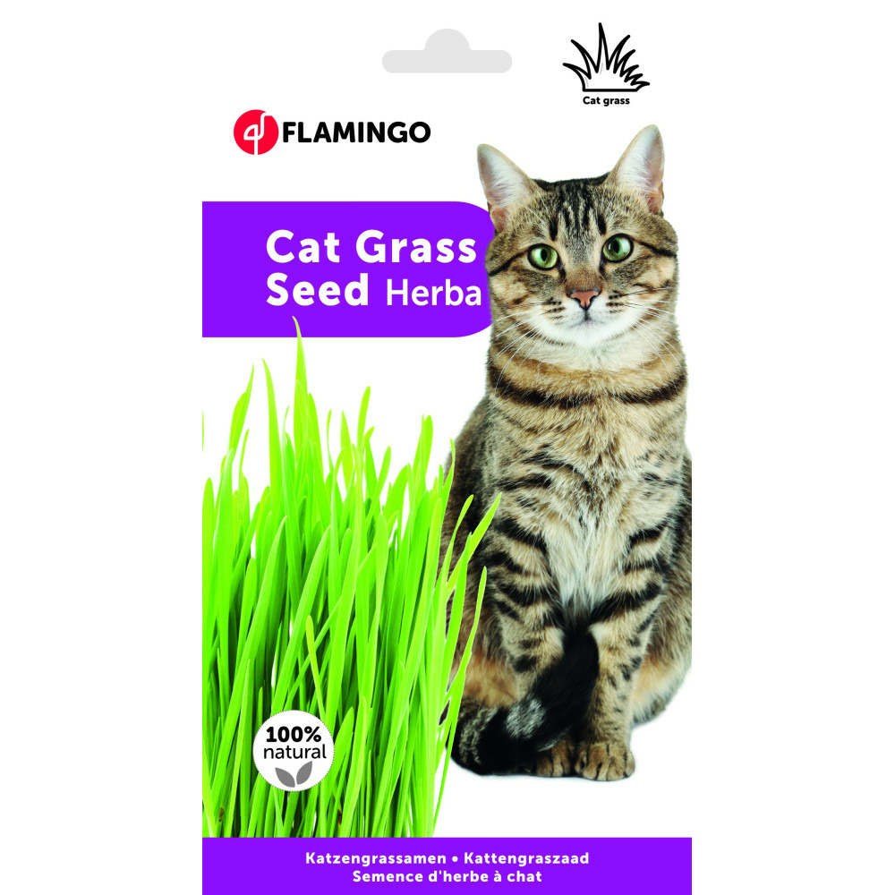 Semence herbe à chat, barquette de 140g