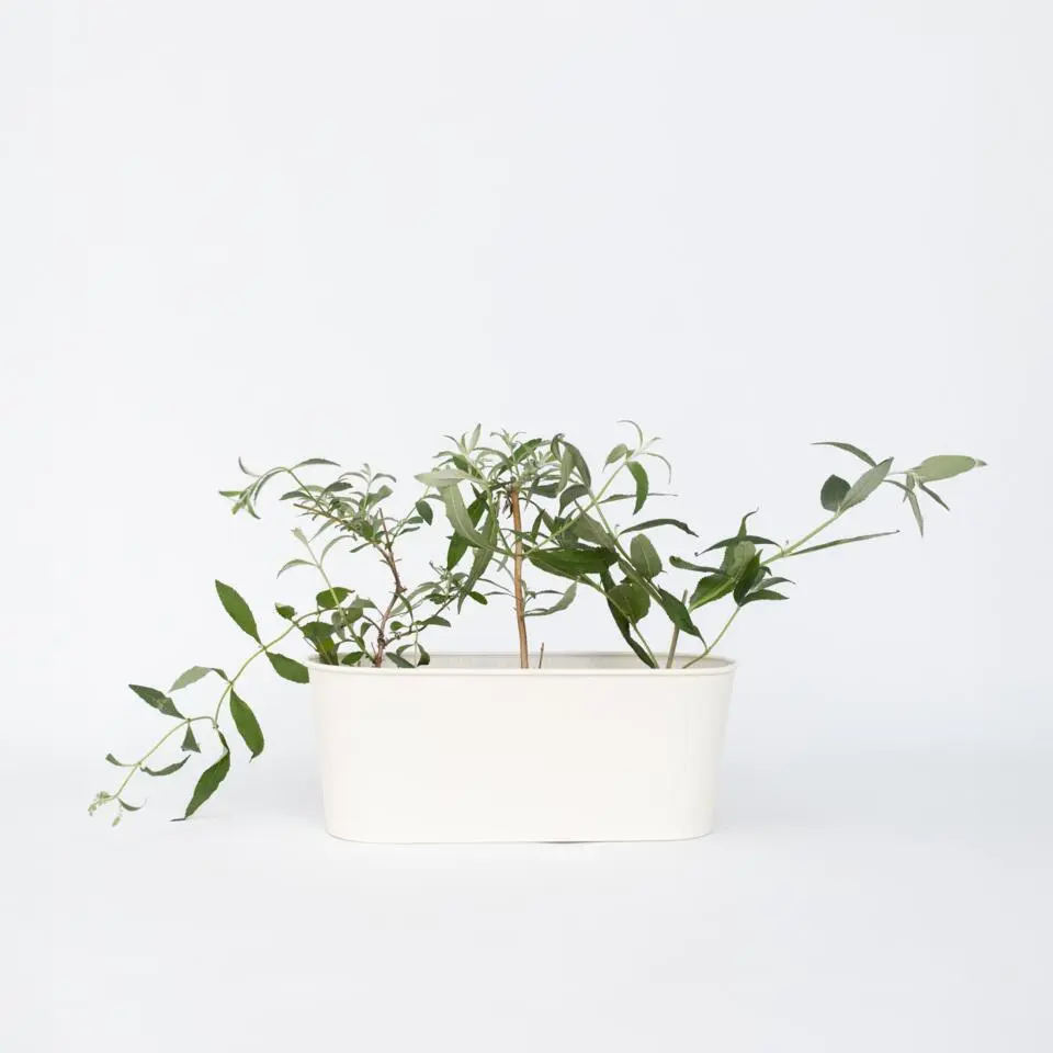 Vlinderstruik - Set van 6 - Buddleja davidii - Hoogte 25-40cm - ⌀9cm