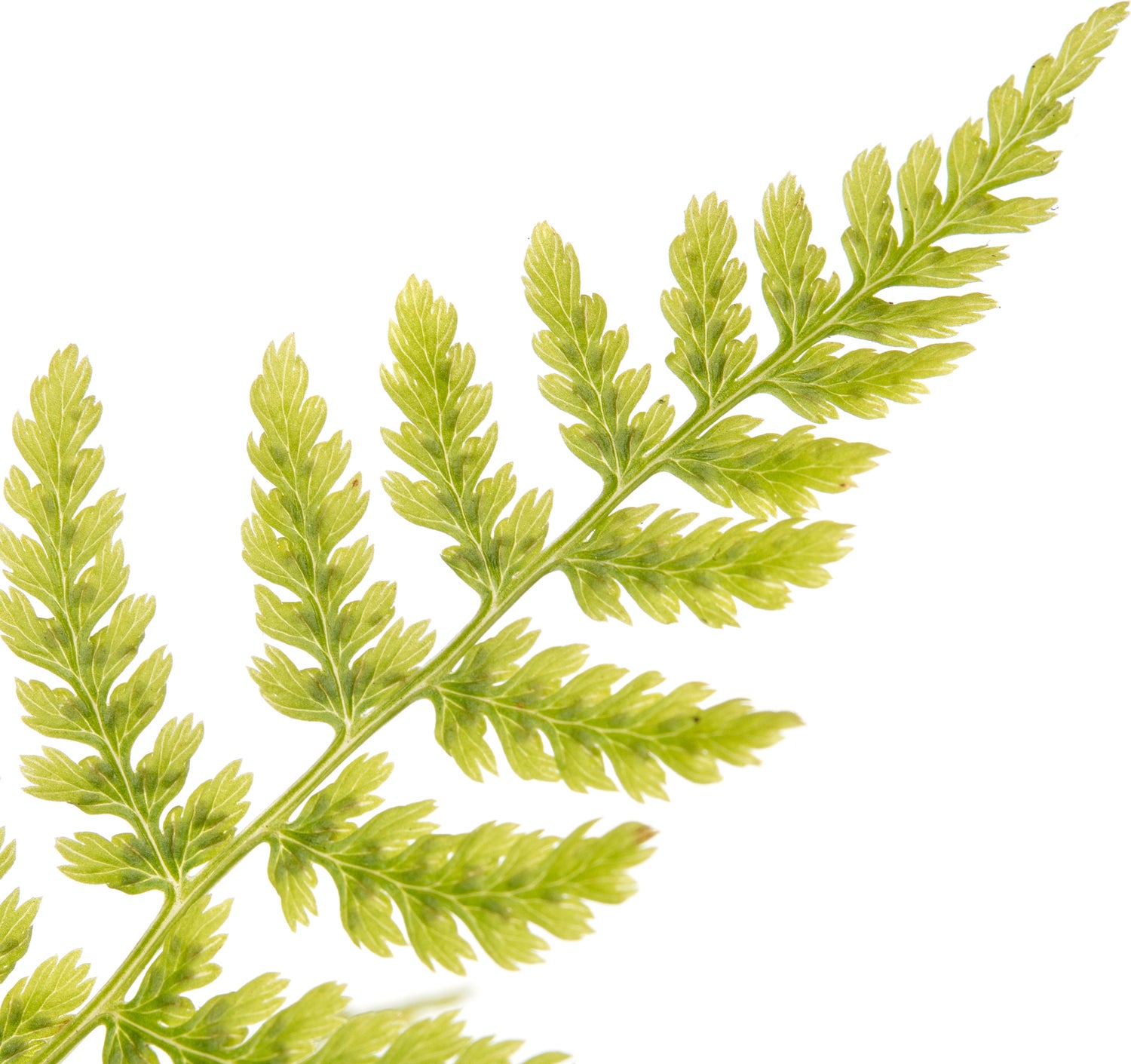 Vrouwtjesvaren (Athyrium felix-femina) D 11 H 10 cm