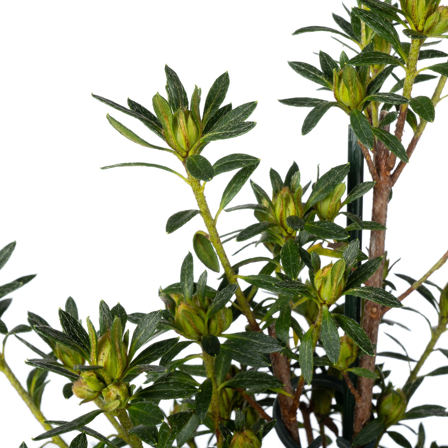 Japanse Azalea piramide (Rhododendron japonica 'Evergreen') D 17 H 65 cm
