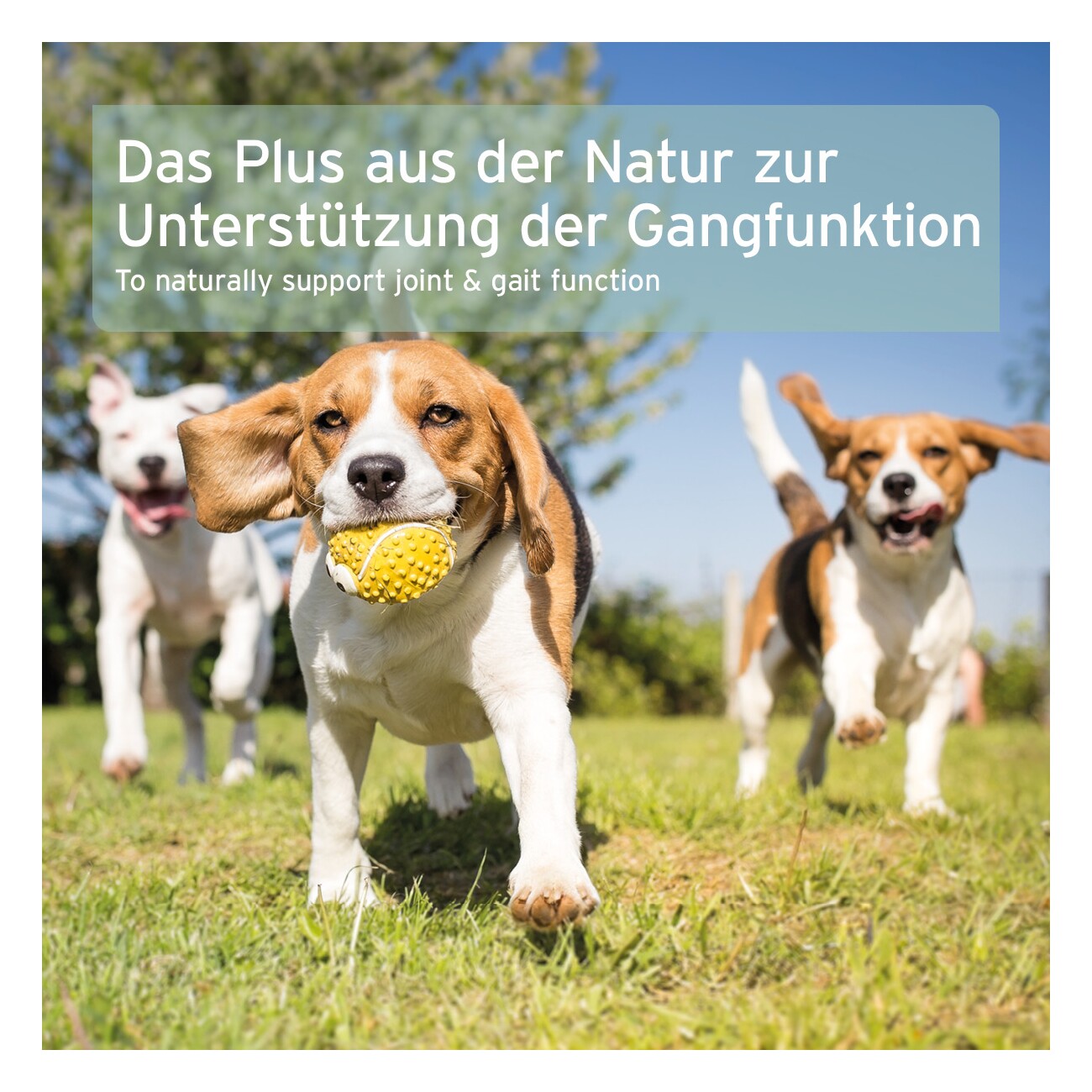 AniForte Grünlippmuschelpulver 1 kg