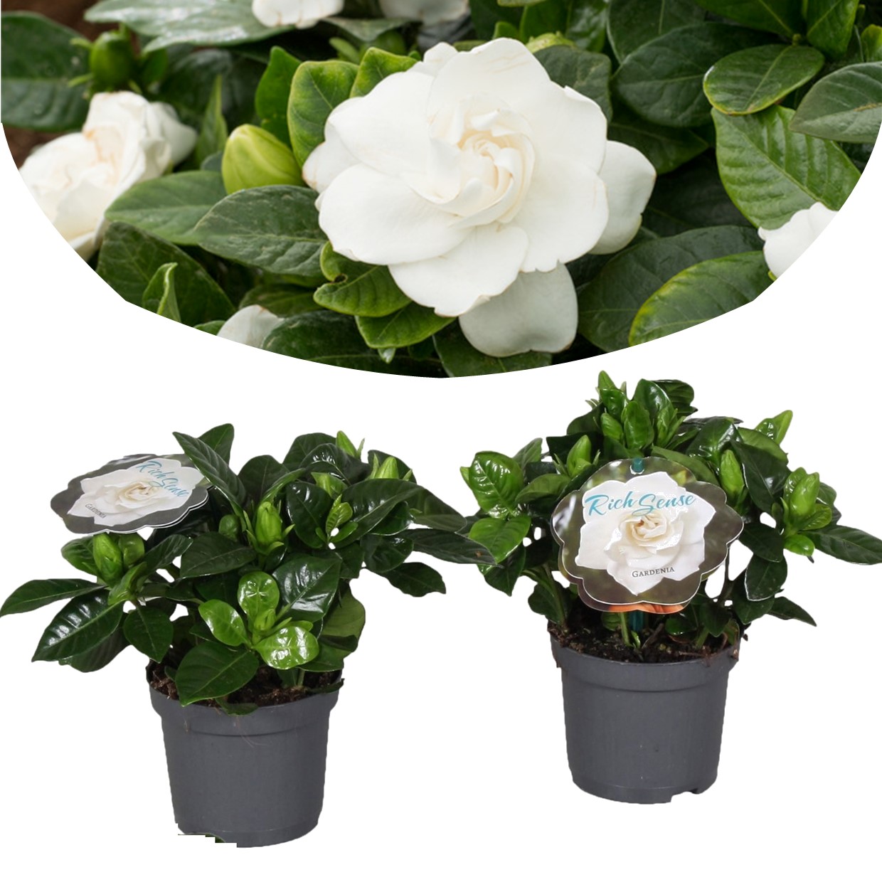 Gardenia jasminoides - set de 2 - pot 13cm - hauteur 20-30cm