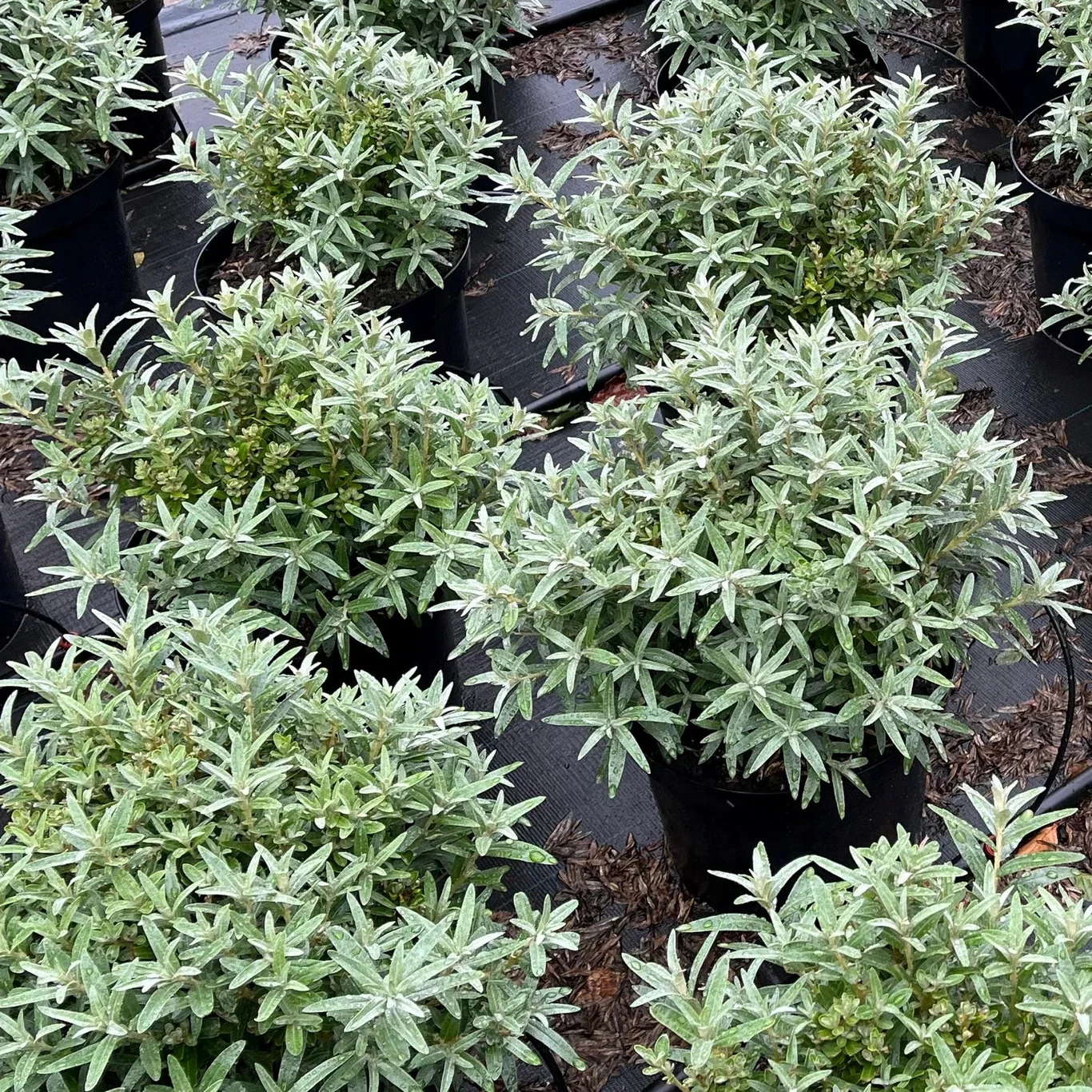 Hippophae rhamnoides 'Hikul' Tindved 'Hikul' Ø22 cm