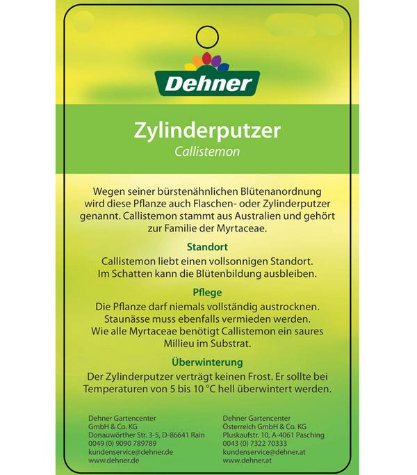 Zylinderputzer, Busch