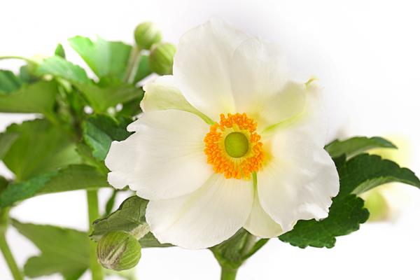 Herbst-Anemone, verschiedene Sorten