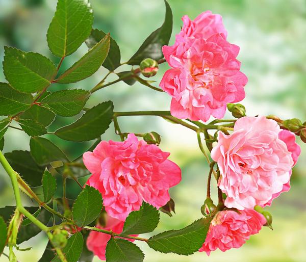 Rose 'The Fairy®', Stämmchen
