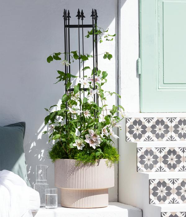 Waldrebe - Clematis, Spalier