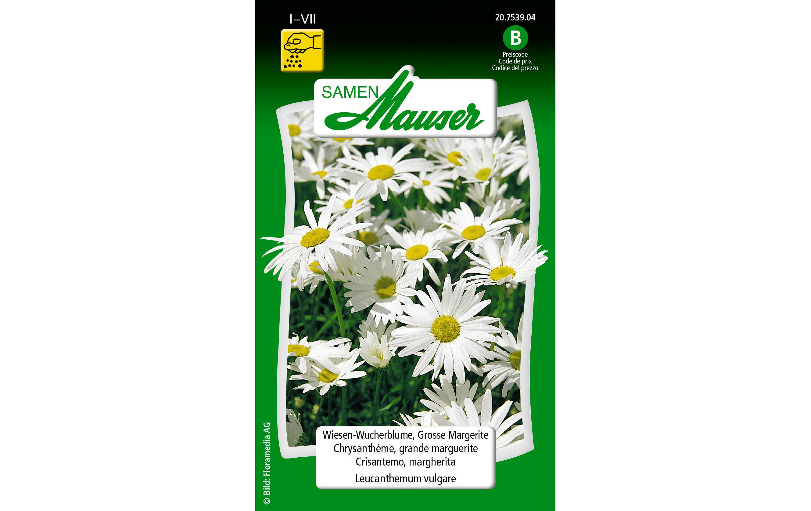 Saatgut WiesenWucherblume, Grosse MargeriteBlumensamen