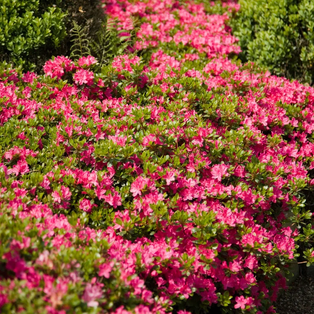 Rhododendron (Japanese Azalea-Group) 'Little Red' Asalea 'Little Red' Ø17 cm