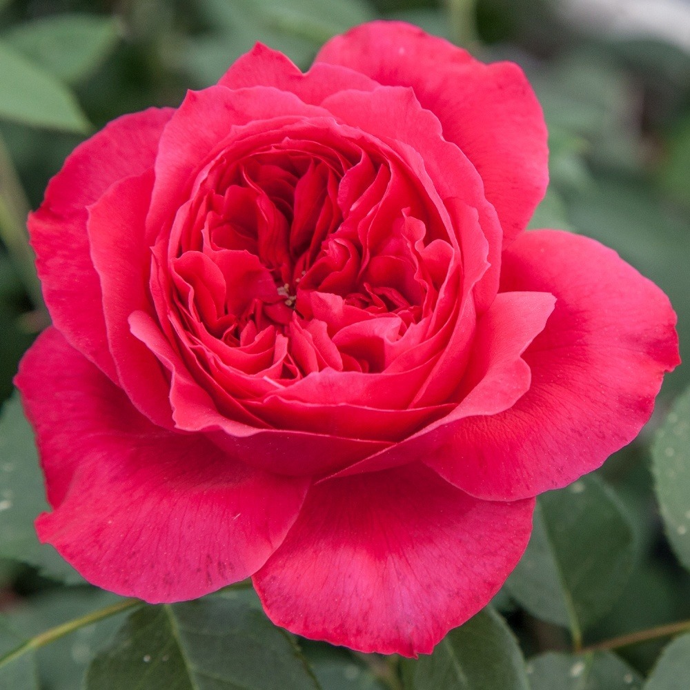 Rosier ruban rouge ® meiprehmyr sans motte