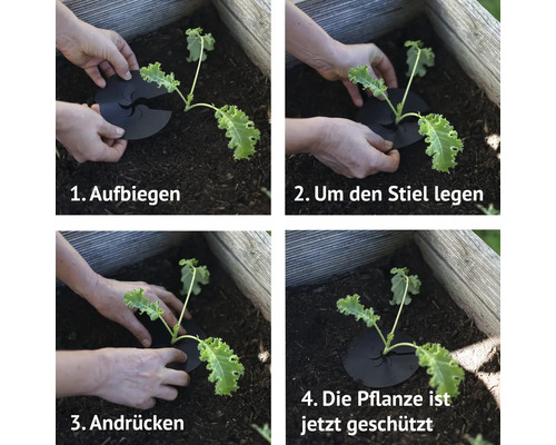 Koolkragen, mijn oogstkoolplantenbeschermkragen, geïmpregneerd karton geschikt voor biologische landbouw, ca. 12 cm, 25 stuks.
