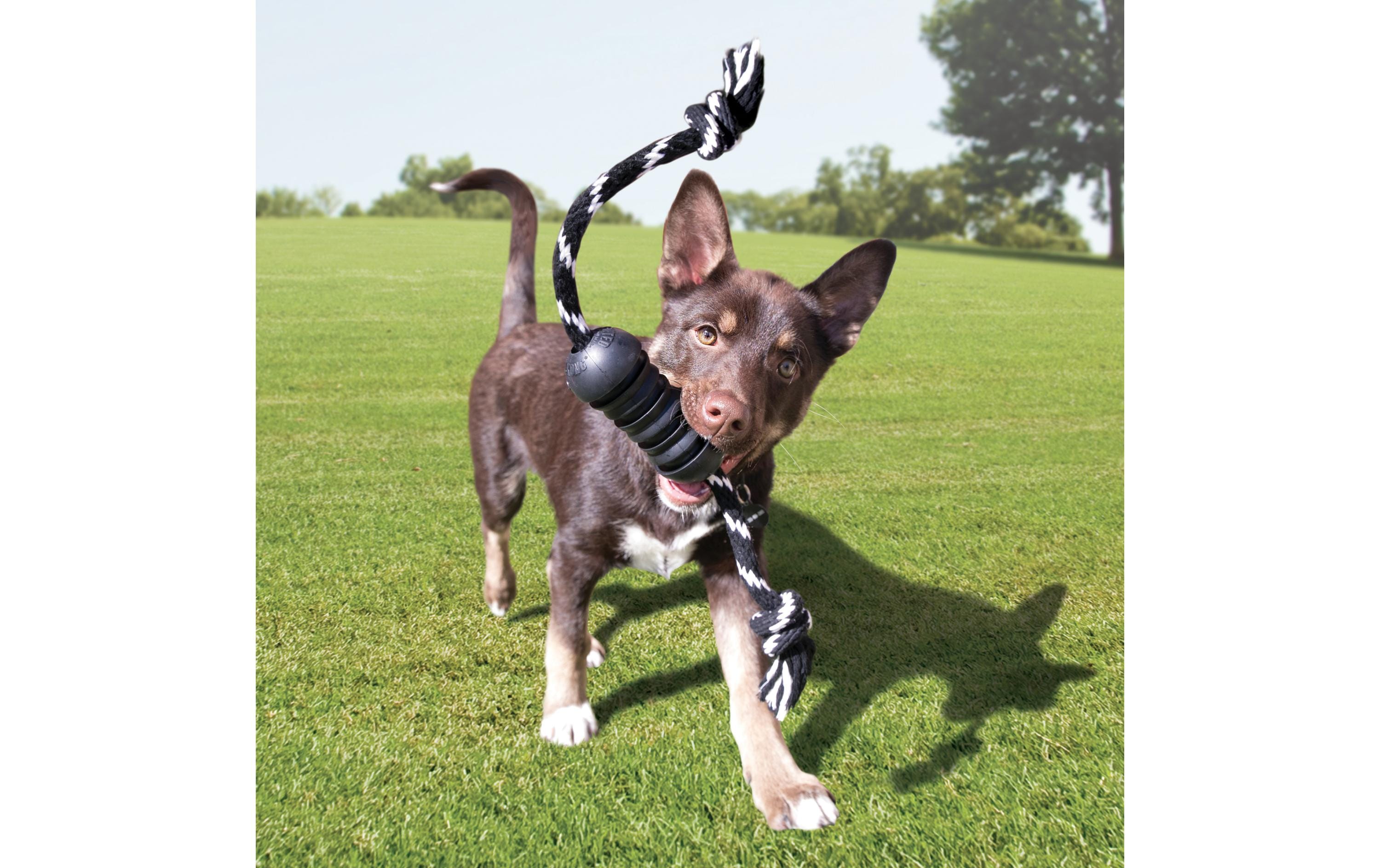 Extreme Dental mit Seil schwarz, Ø 5 cm, H 12 cmDental-Hundespielzeug