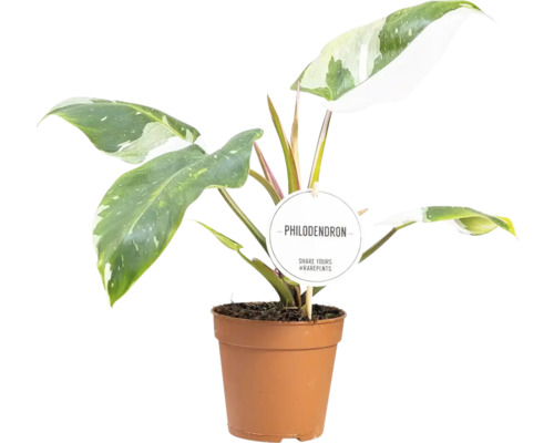 Philodendron Mix FloraSelf, ca. 30 cm hoog, potdiameter 12 cm