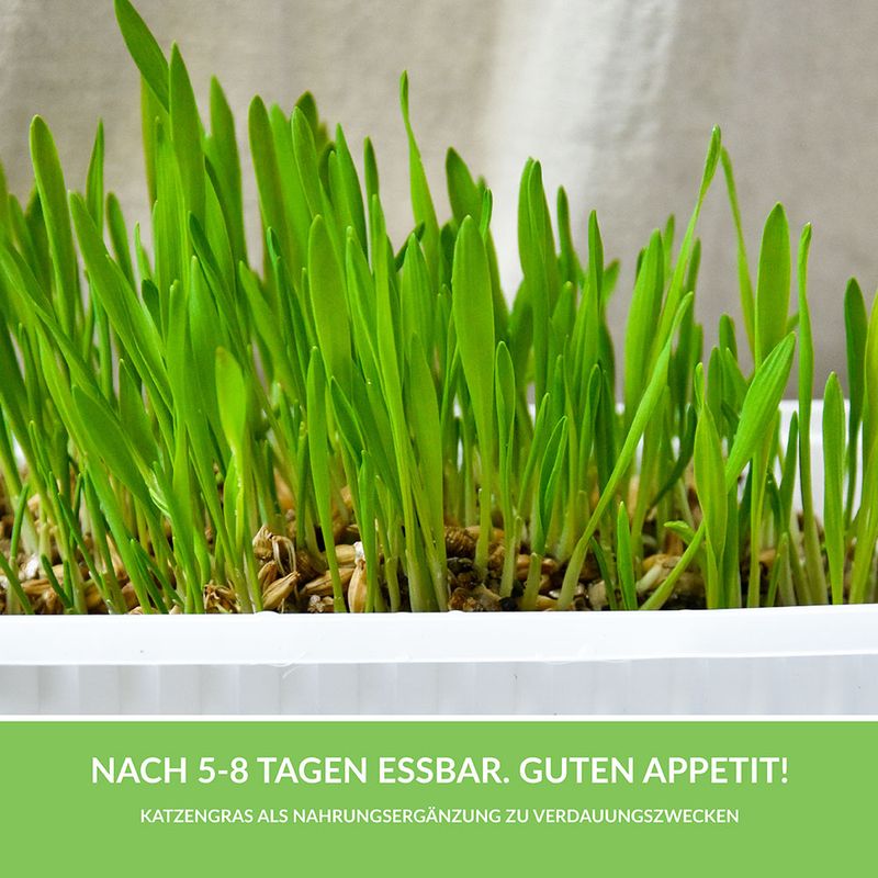 Herbe à chat GimCat Hydro-Gras à prix discount sur bitiba.fr