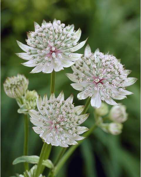 Zeeuws knoopje (Astrantia major) D 9 H 10 cm