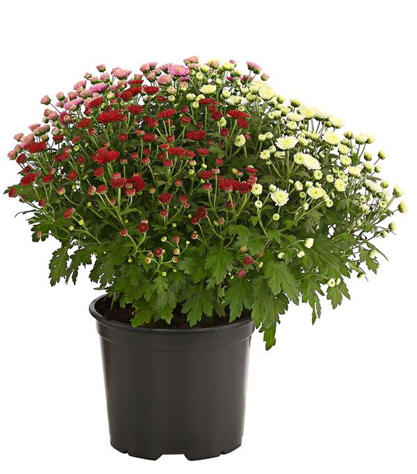 Herbst Chrysanthemen-Trio