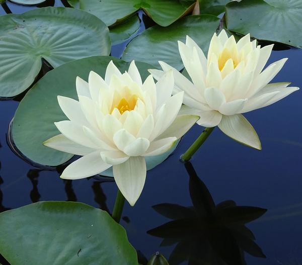 Seerose 'Gonnere'