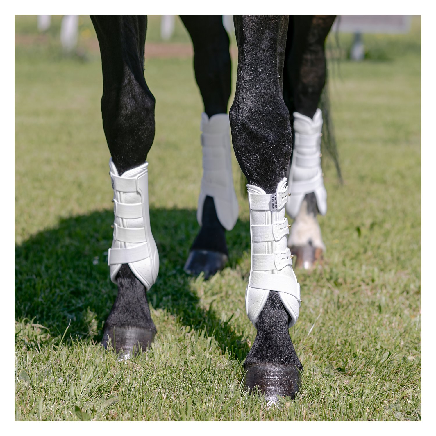 PROTECT by Horse-friends Dressurgamaschen Amadora H, hinten  - weiß