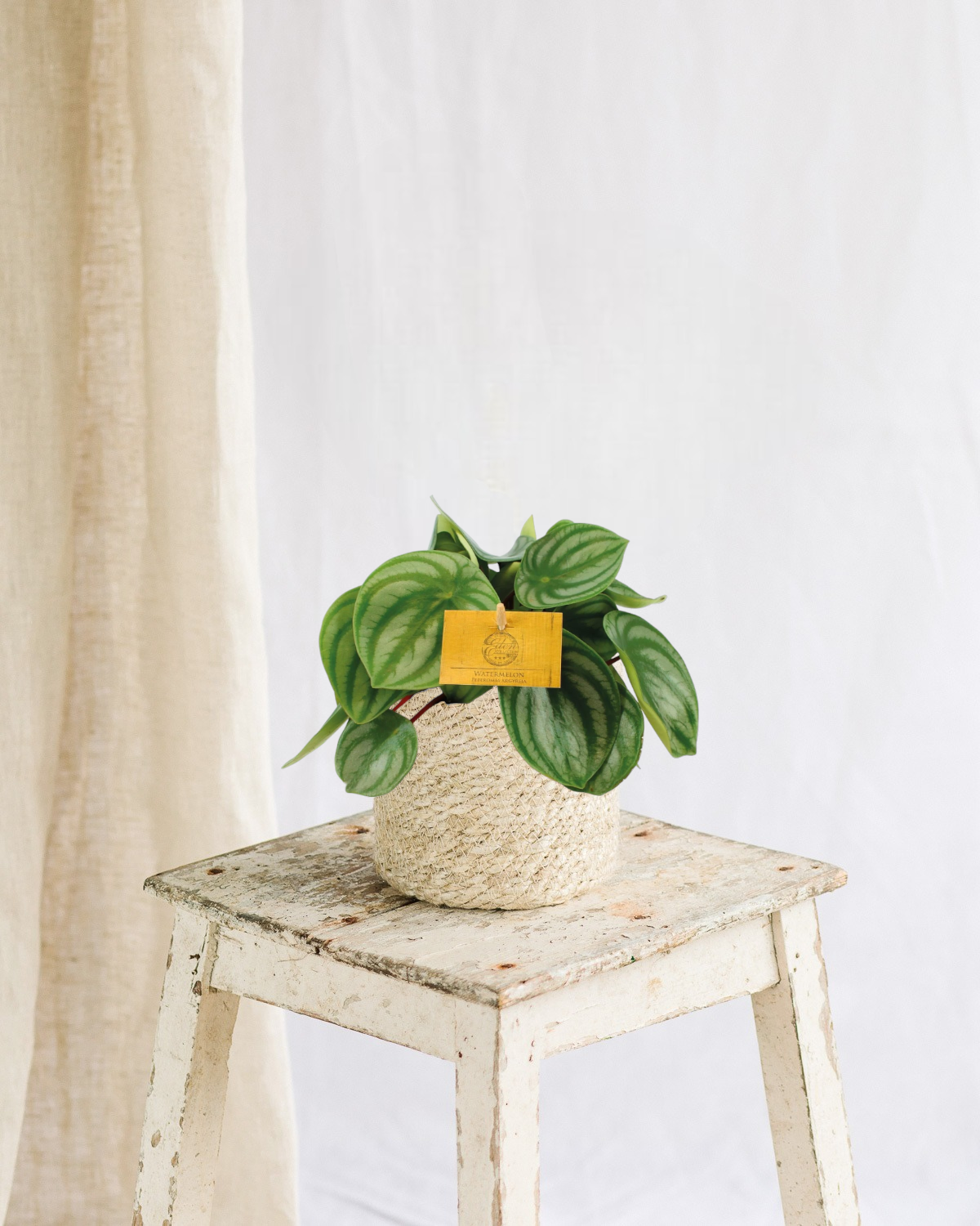 Plante d'intérieur - peperomia argyreia 20cm