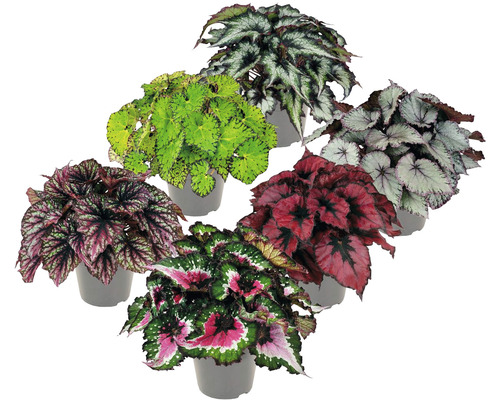 Bladbegonia mix FloraSelf Begonia H ca. 30 cm Ø 13 cm pot willekeurige soortselectie