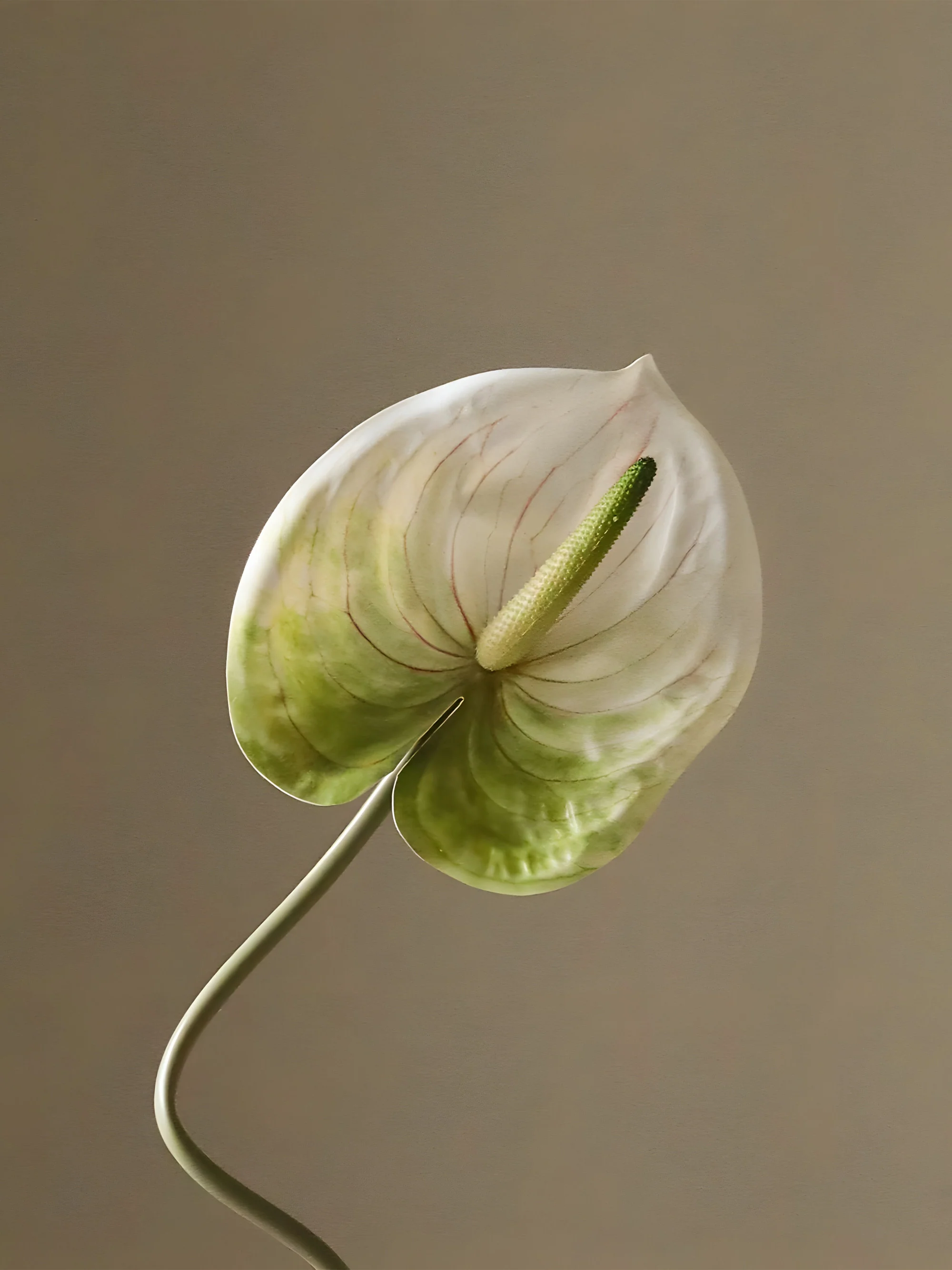 Kunstbloem Anthurium
