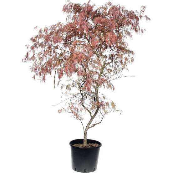 Acer palmatum TRUFFAUT : H 100/125cm, greffé C15L - Variétés variables