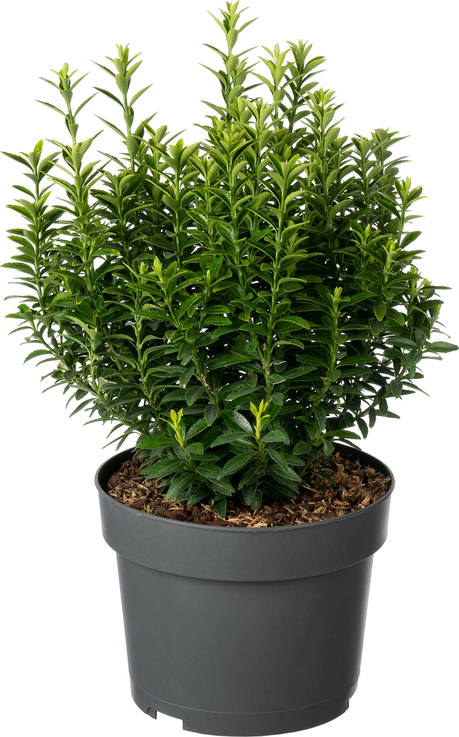 Japanse Kardinaalsmuts (Euonymus japonica 'Microphyllus Aureovariegatus') D 19 H 20 cm