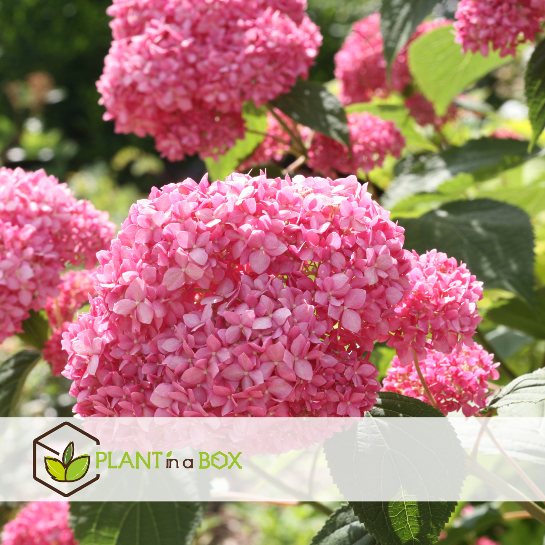 Hydrangea 'pink annabelle' - hortensia - rose - ⌀19 cm - hauteur 40-50 cm