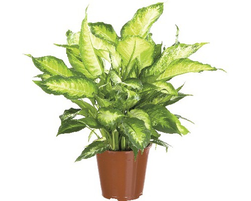 Dieffenbachia FloraSelf Dieffenbachia maculata 'Camilla' H 50-60 Ø 17 cm pot