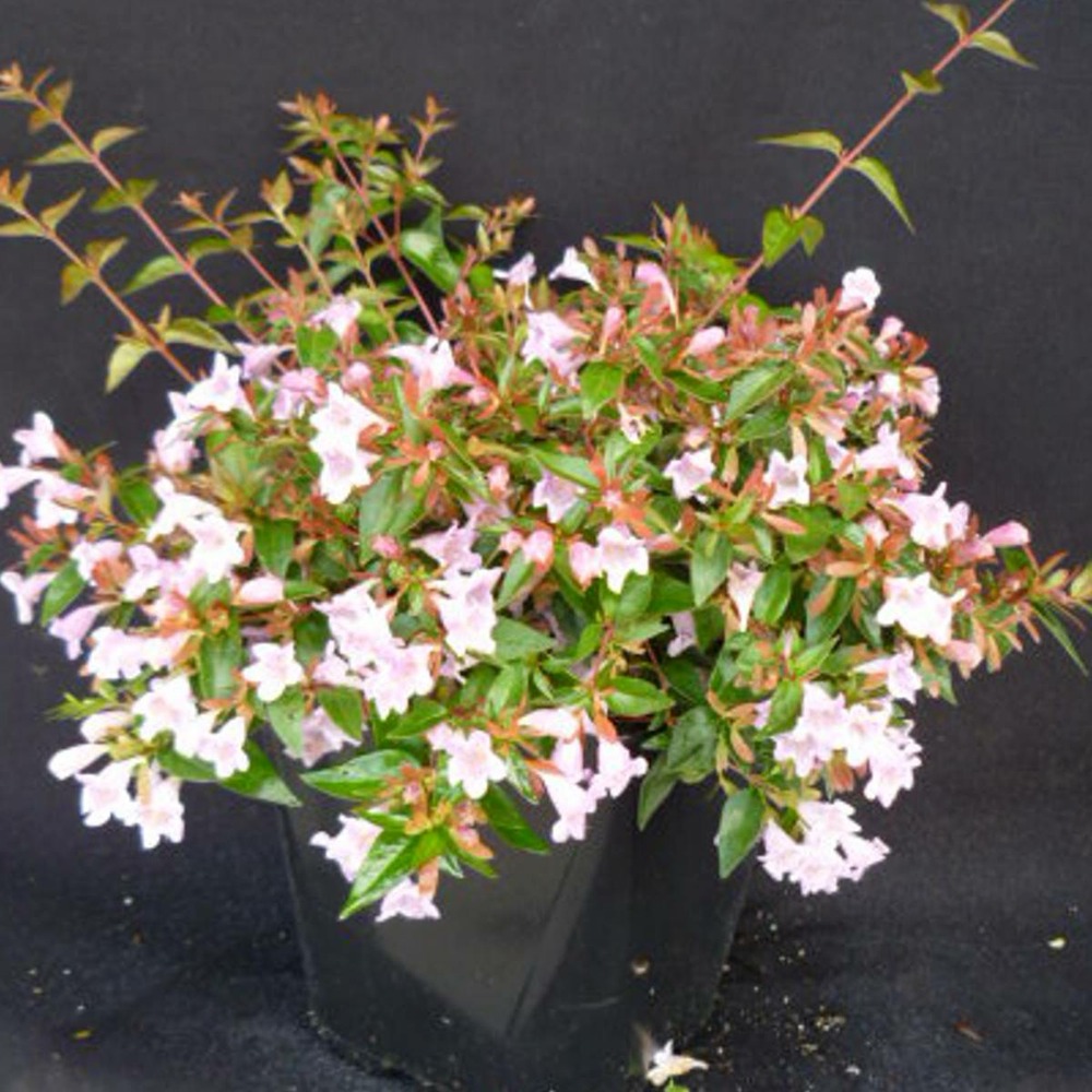 Abélie à grandes fleurs edouard goucher/abelia grandiflora 'edouard goucher'[-]pot de 7,5l - 40/60 cm
