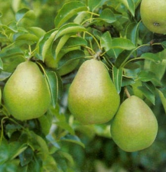 Biologische Perenboom (Pyrus communis 'Doyenne du Comice') D 26 H 150 cm