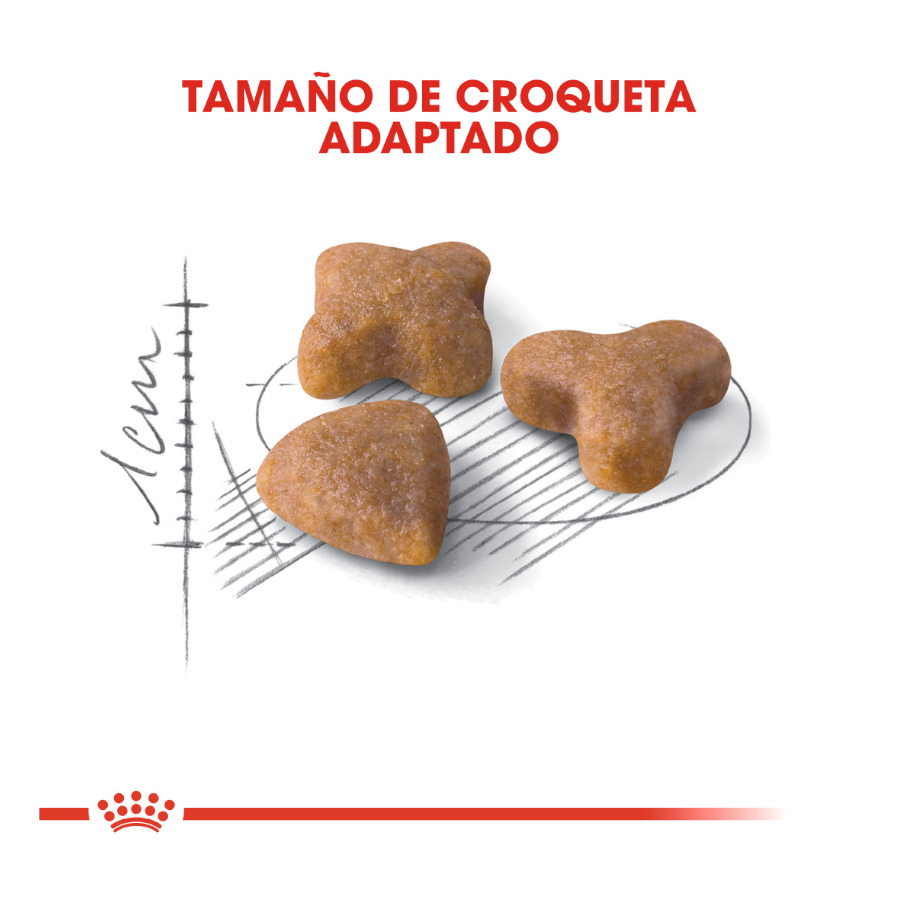 Ração Royal Canin Regular Sensitive 33 para gatos