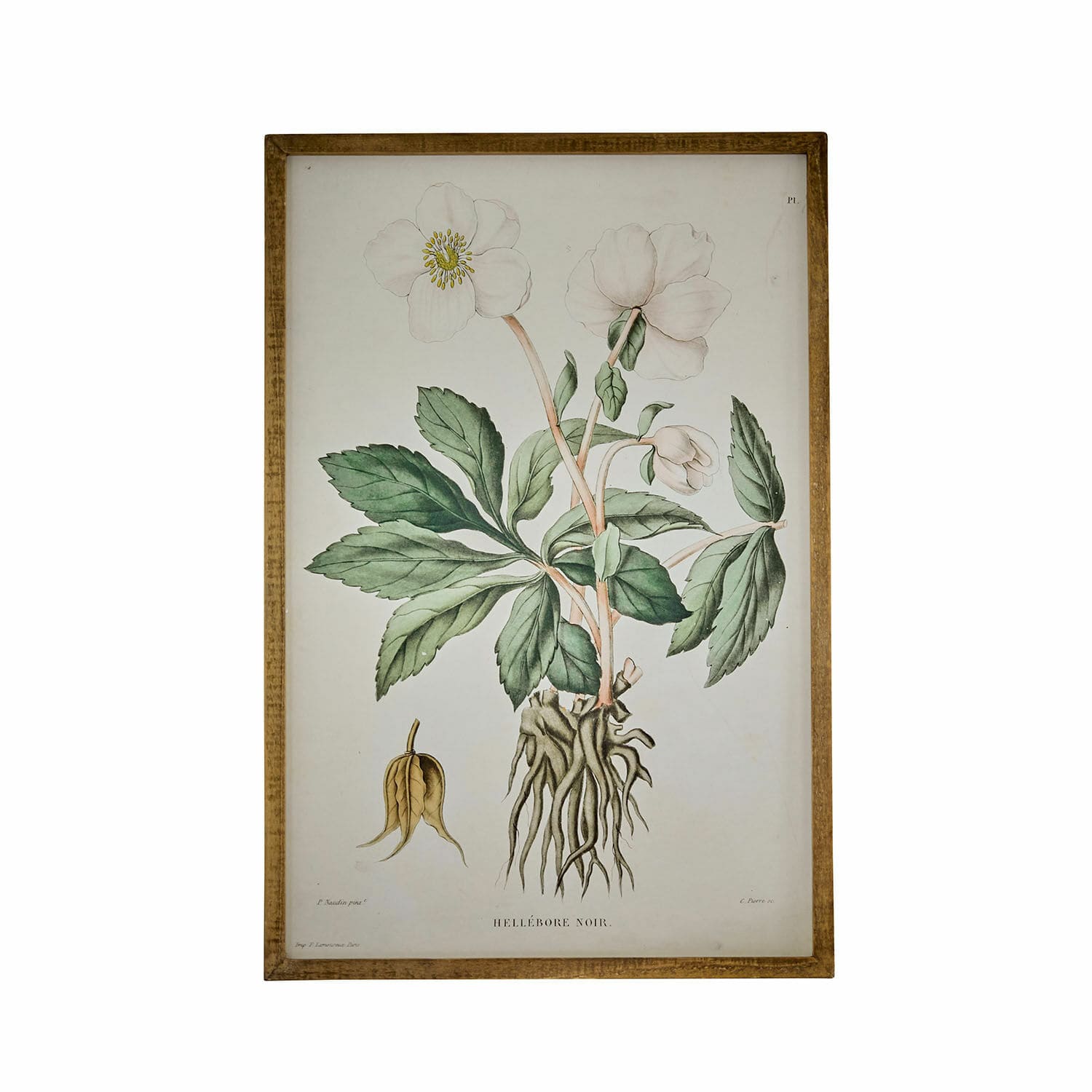 Bild Hellebore