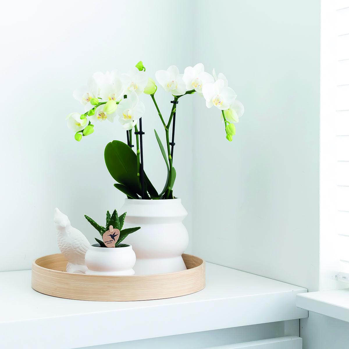 Plante d'intérieur - orchidée phalaenopsis blanche - lot de 2 35cm